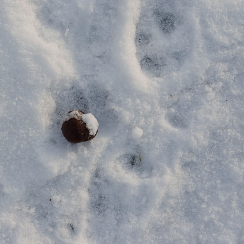 NEVE