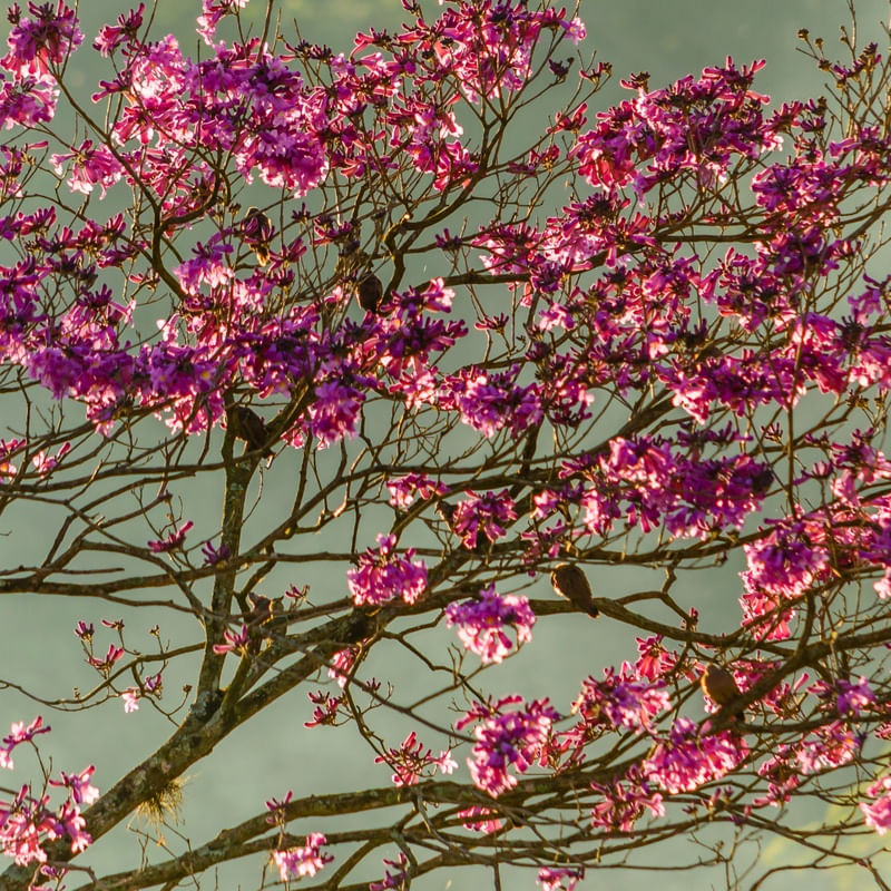 IPÊ ROSA 2