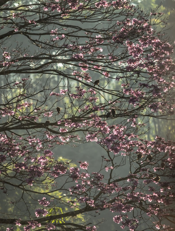 IPÊ ROSA 4