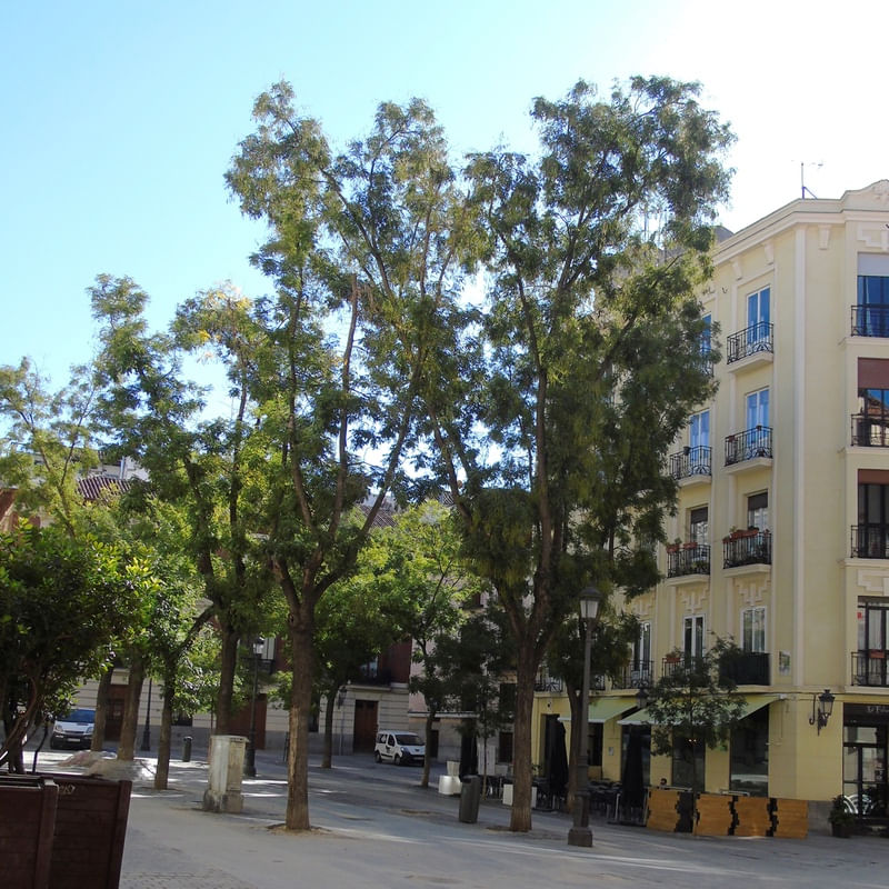 THIS CHARMING CITY - MADRID