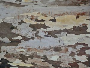 FORMAS ORGÂNICAS IV-P