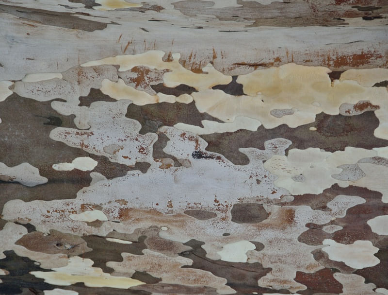FORMAS ORGÂNICAS IV-P