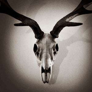 CRANIO DE ANIMAL
