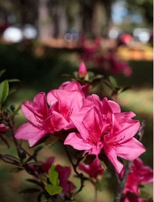 FLOR LINDA