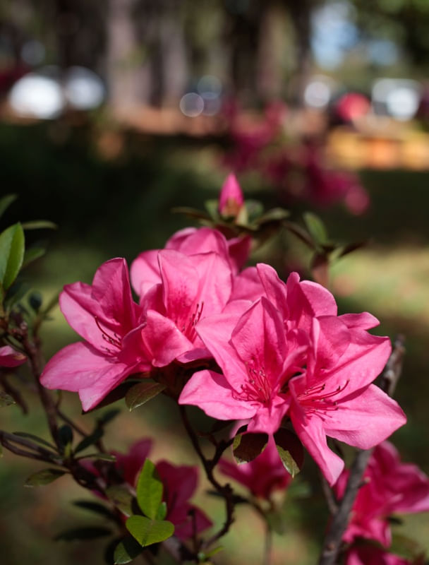 FLOR LINDA