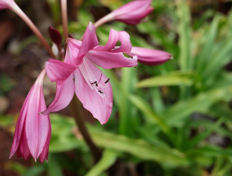 DETALHE DE FLOR