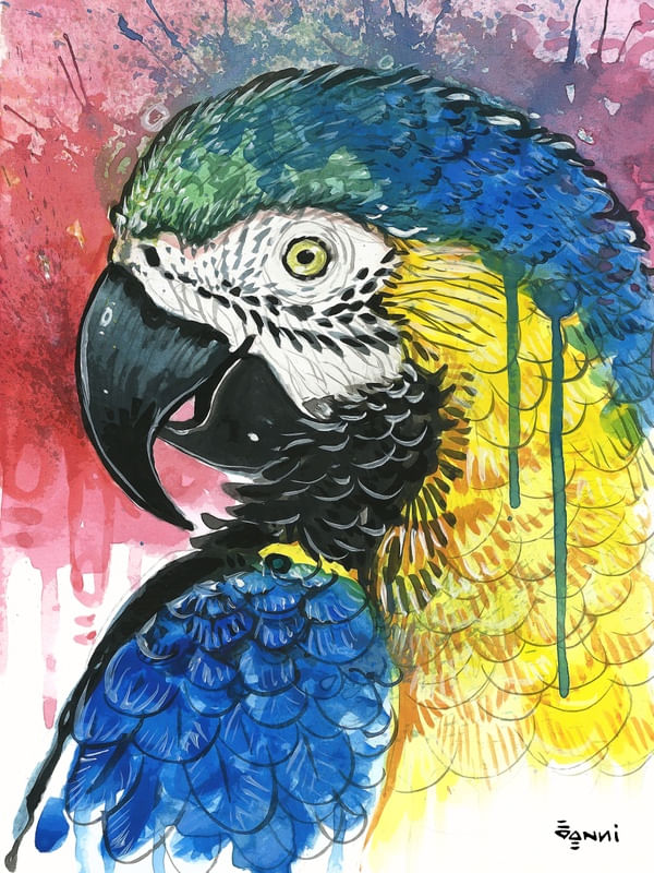 ARARA CANINDÉ II