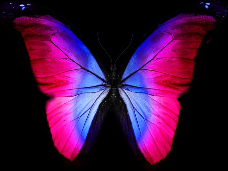 BORBOLETA BLACK NEON