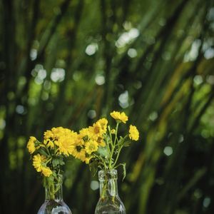 YELLOW LITTLE FLOWERS