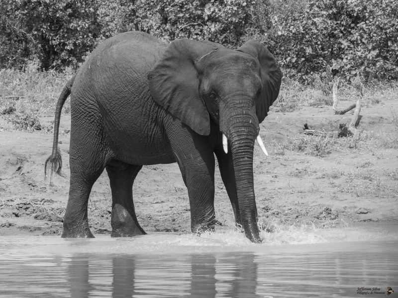 ELEFANTE BEBENDO ÁGUA