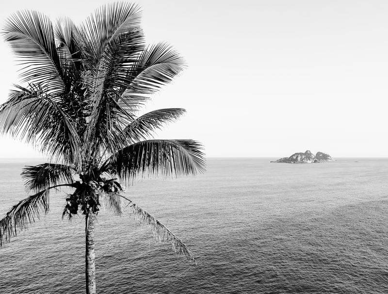 BLACK AND WHITE COCONUT