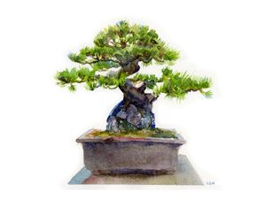 BONSAI EM AQUARELA