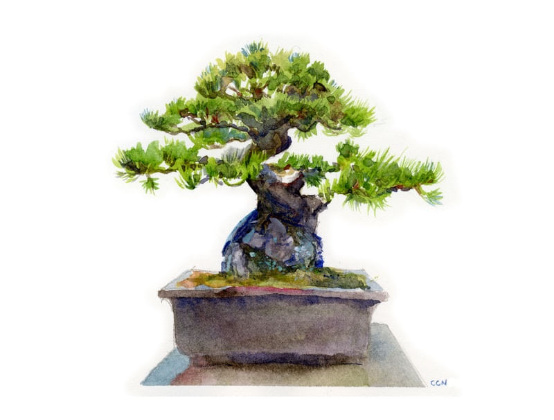 BONSAI EM AQUARELA