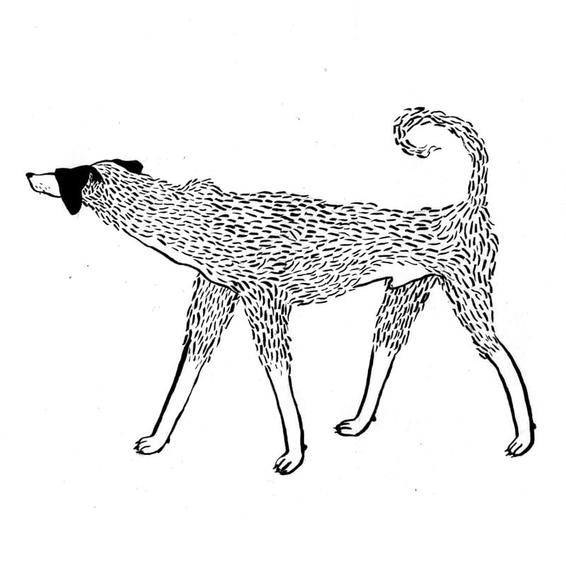 SNICKERS, CÃO
