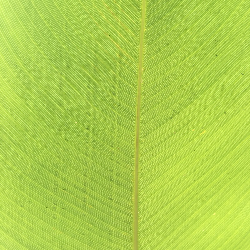 FOLHAGEM PAULISTANA