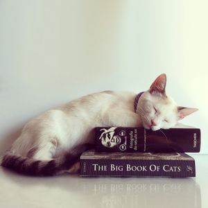 BIG BOOK OF CATS