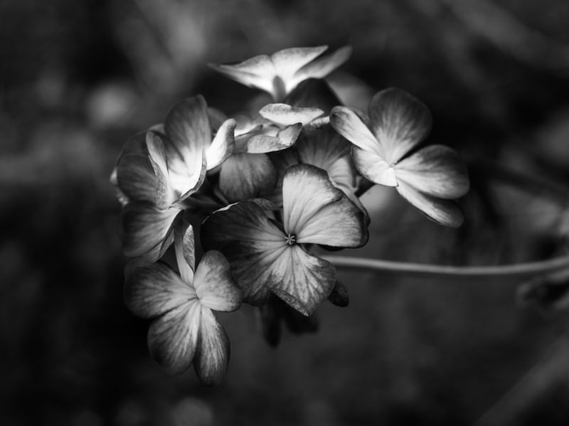 DARK SIDE OF THE FLOWER