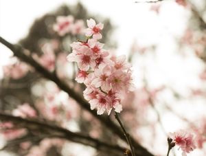 SAKURA - CEREJEIRAS - 08