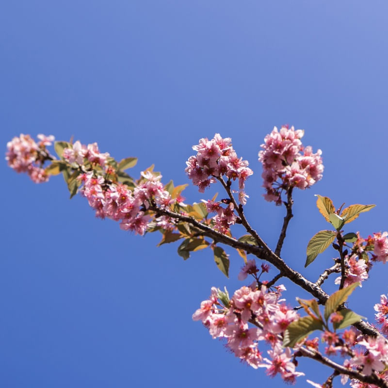 SAKURA - CEREJEIRAS - 01 [ ]