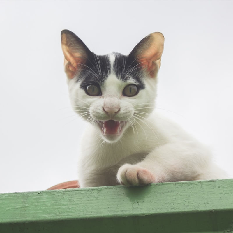 GATO NO TELHADO - 1