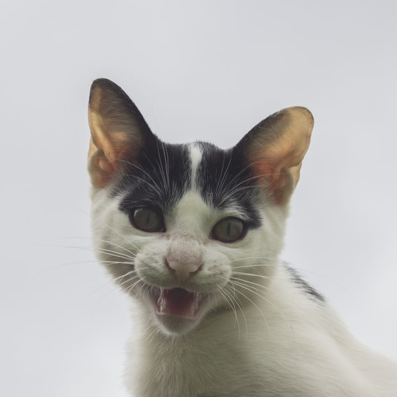 GATO NO TELHADO - 2