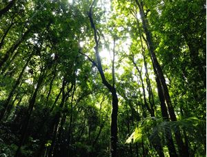 FLORESTA DAS LAURÁCEAS