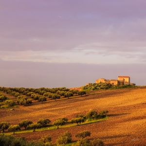 OLIVA