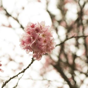 SAKURA - CEREJEIRAS - 06 I