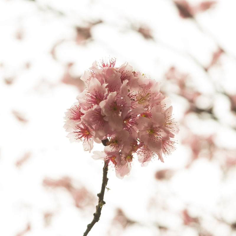 SAKURA - CEREJEIRAS - 07 I