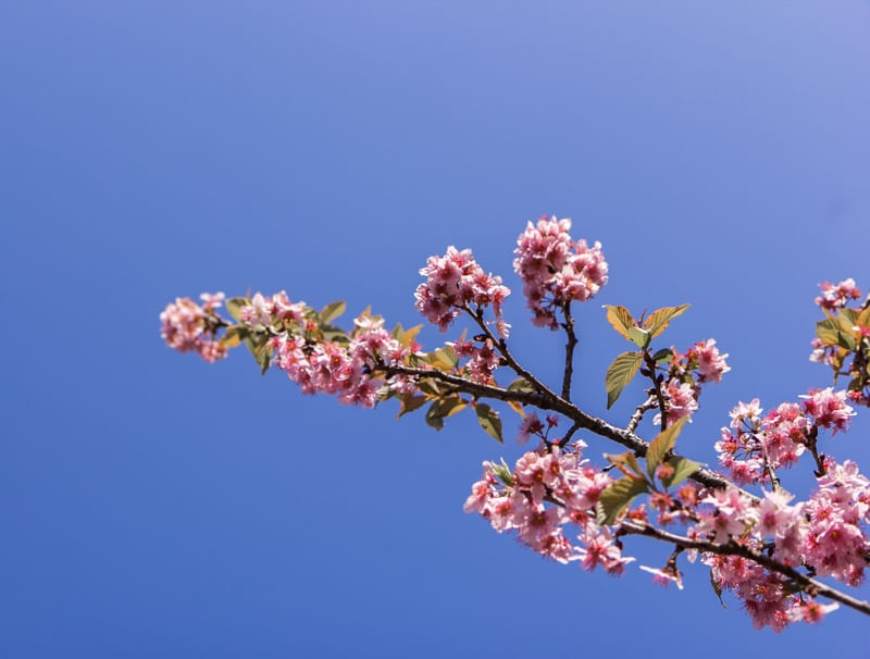 SAKURA - CEREJEIRAS - 01 I