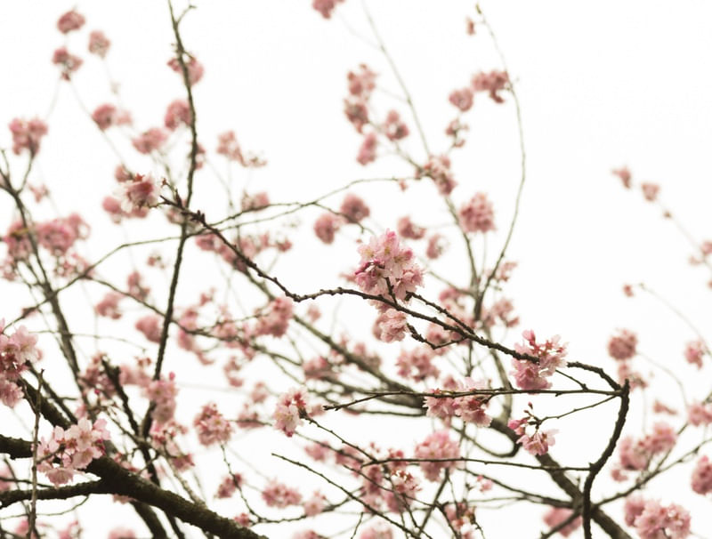 SAKURA - CEREJEIRAS - 09