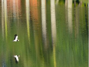 NOS JARDINS DE MONET I-P