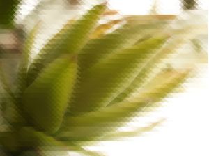ONDAS VERDES