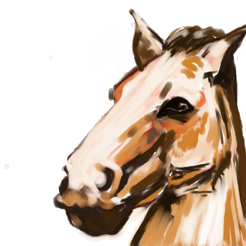 CAVALO COLORIDO