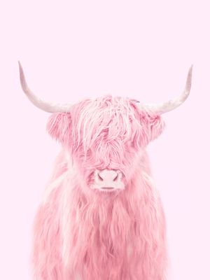 HIGHLAND COW