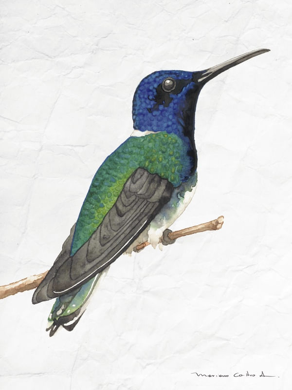COLIBRI AQUARELA 3