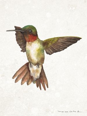 COLIBRI AQUARELA 4