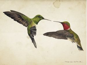 CASAL COLIBRI AQUARELA