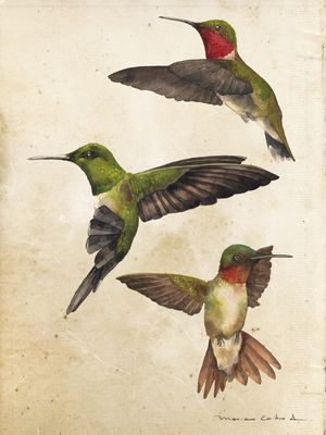 TRES COLIBRIS AQUARELA