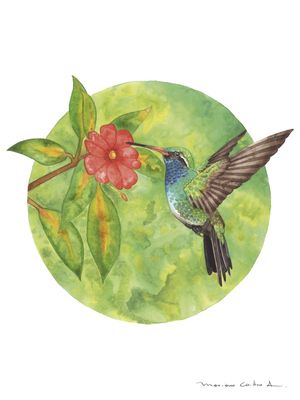 COLIBRI CIRCULAR 1 AQUARELA