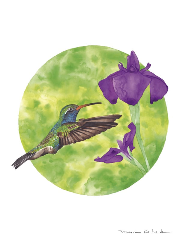 COLIBRI CIRCULAR 2 AQUARELA