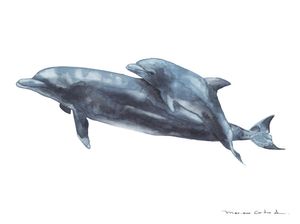 DELFINES AQUARELA