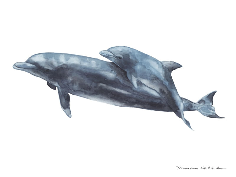 DELFINES AQUARELA