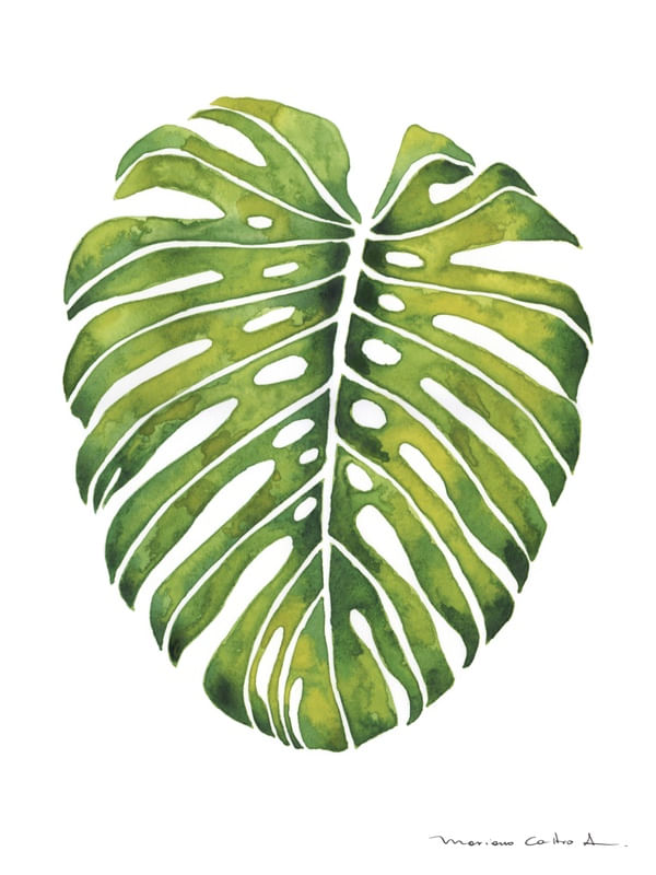 FOLHA TROPICAL VERDE