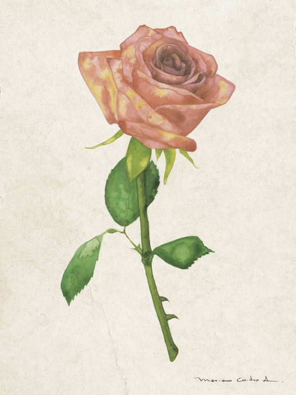 ROSA AQUARELA