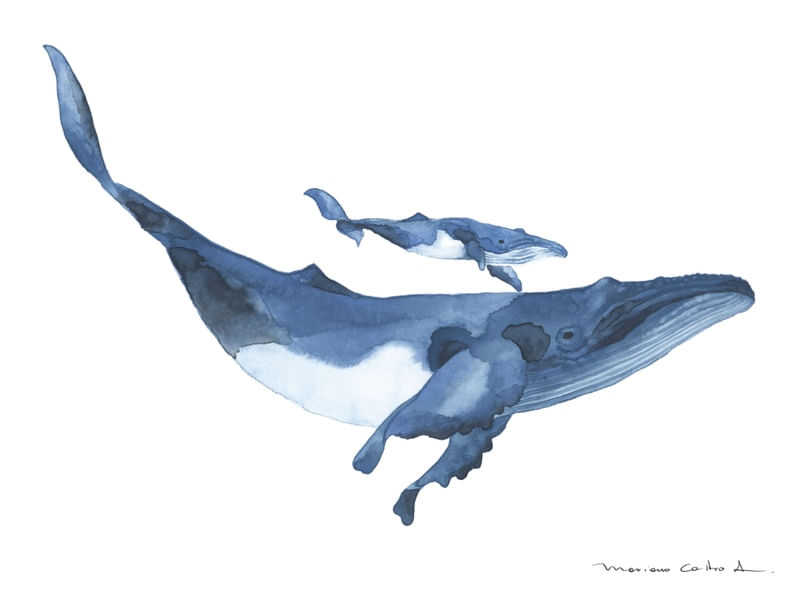 BALEIAS AQUARELA