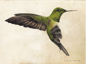 COLIBRI AQUARELA 1