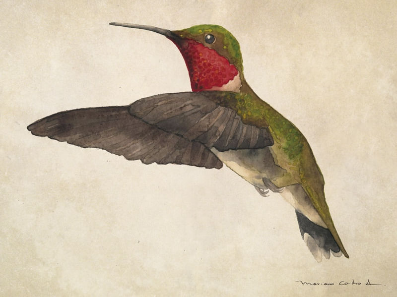COLIBRI AQUARELA 2