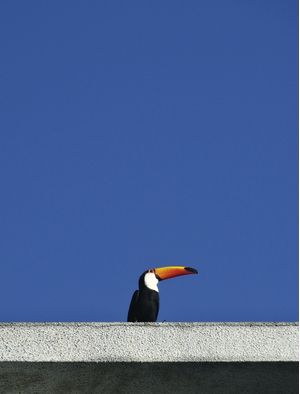 TUCANO NO CÉU AZUL