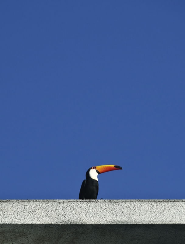 TUCANO NO CÉU AZUL